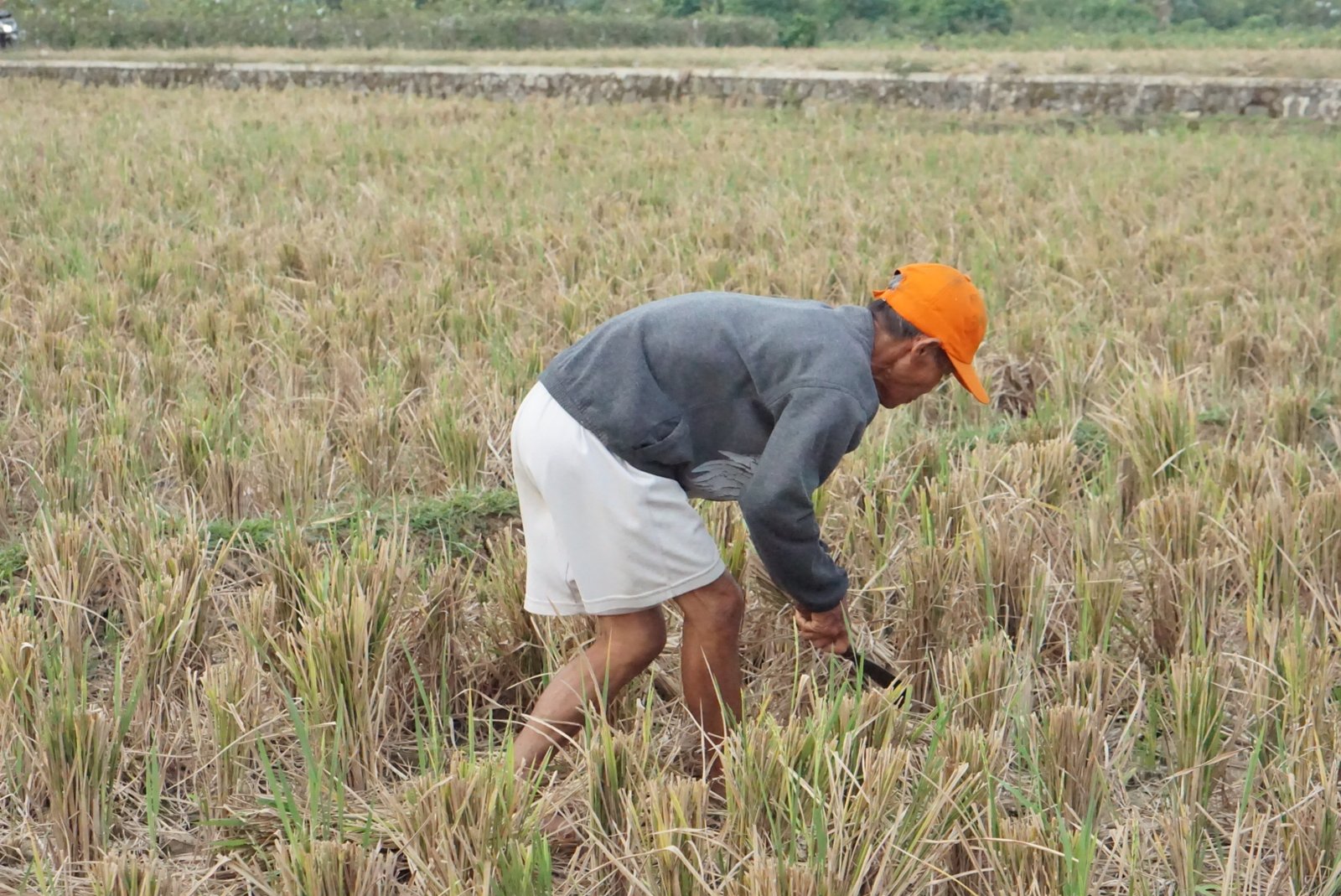 Petani Desa